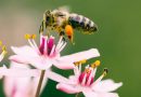 Les agents pollinisateurs : essentiels à la production des fruits